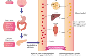Diagrammet visar hur kroppen hanterar glukos och kolhydrater. Insulin frisätts från bukspottkörteln för att hjälpa celler att ta upp glukos från blodet.