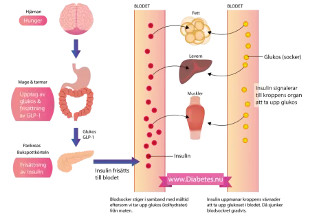 Diagrammet visar hur kroppen hanterar glukos och kolhydrater. Insulin frisätts från bukspottkörteln för att hjälpa celler att ta upp glukos från blodet.