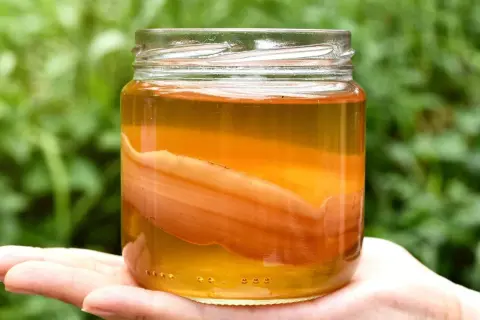 En hand håller en burk med kombucha, en dryck som många anser är nyttigt. Den gyllene vätskan och den synliga SCOBYn skapar en intressant textur.