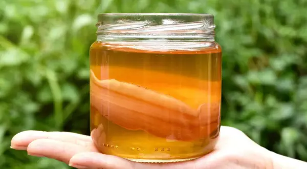 En hand håller en burk med kombucha, en dryck som många anser är nyttigt. Den gyllene vätskan och den synliga SCOBYn skapar en intressant textur.