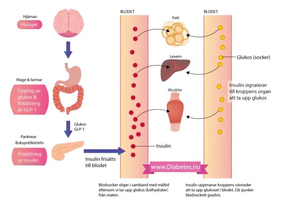 Diagrammet visar hur kroppen hanterar glukos och kolhydrater. Insulin frisätts från bukspottkörteln för att hjälpa celler att ta upp glukos från blodet.