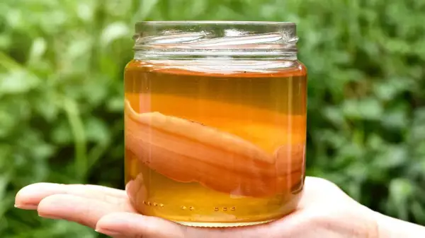 En hand håller en burk med kombucha, en dryck som många anser är nyttigt. Den gyllene vätskan och den synliga SCOBYn skapar en intressant textur.